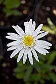 LEUCANTHEMUM ANGEL