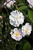 ROSA PAULS HIMALAYAN MUSK