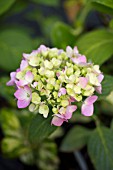 HYDRANGEA MACROPHYLLA BLUE BONNET