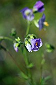 POLEMONIUM HANNAH BILLCLIFFE