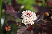 PHYSOCARPUS OPULIFOLIUS LADY IN RED