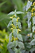 LAMIUM GALEOBDOLON HERMANNS PRIDE