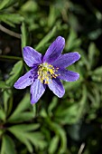 ANEMONE NEMOROSA BLUE QUEEN