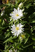 ANEMONE NEMOROSA BRACTEATA PLENIFLORA