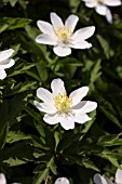 ANEMONE NEMOROSA LADY DONERAILE