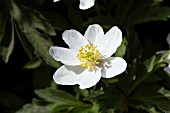 ANEMONE NEMOROSA LEEDS VARIETY