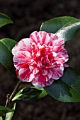 CAMELLIA JAPONICA LITTLE BIT