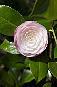 CAMELLIA JAPONICA DESIRE