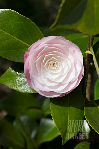 CAMELLIA_JAPONICA_DESIRE