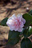 CAMELLIA JAPONICA KICK OFF