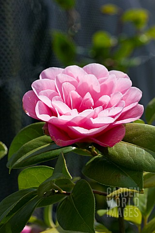 CAMELLIA_X_WILLIAMSII_WATERLILY