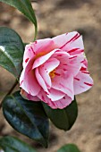 CAMELLIA JAPONICA HARU-NO-UTENA