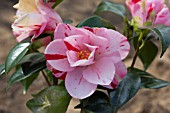 CAMELLIA JAPONICA HARU-NO-UTENA