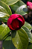 CAMELLIA JAPONICA SAN DIMAS