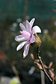 MAGNOLIA X LOEBNERI LEONARD MESSEL