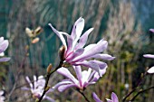 MAGNOLIA X LOEBNERI LEONARD MESSEL