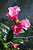 CAMELLIA X WILLIAMSII BOW BELLS