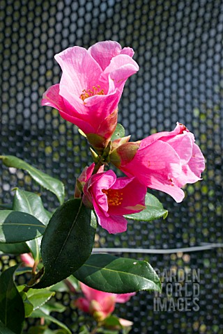 CAMELLIA_X_WILLIAMSII_BOW_BELLS