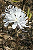 MAGNOLIA STELLATA KING ROSE