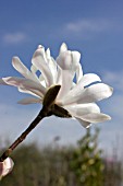 MAGNOLIA STELLATA KING ROSE