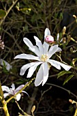 MAGNOLIA STELLATA ROYAL STAR