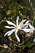 MAGNOLIA STELLATA KING ROSE