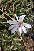 MAGNOLIA STELLATA ROYAL STAR