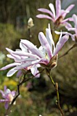 MAGNOLIA X LOEBNERI LEONARD MESSEL