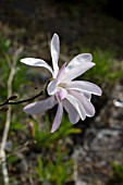 MAGNOLIA STELLATA ROYAL STAR