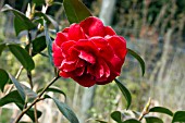 CAMELLIA JAPONICA DIXIE KNIGHT