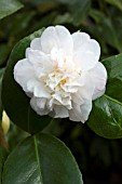 CAMELLIA JAPONICA MADAME DE STREKALOFF