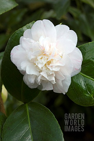 CAMELLIA_JAPONICA_MADAME_DE_STREKALOFF