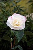 CAMELLIA JAPONICA MARGARET DAVIS