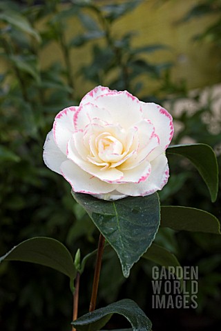 CAMELLIA_JAPONICA_MARGARET_DAVIS