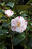 CAMELLIA JAPONICA FINLANDIA VARIEGATED