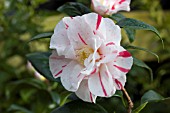 CAMELLIA JAPONICA FINLANDIA VARIEGATED