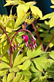 DICENTRA SPECTABLIS GOLD HEART