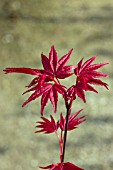 ACER PALMATUM BENI MAIKO