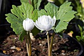 SANGUINARIA CANADENSIS FLORE PLENA