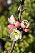 CHAENOMELES SPECIOSA MOERLOOSEI