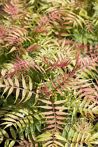 SORBARIA_SORBIFOLIA_SEM