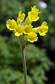 PRIMULA VERIS