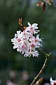 PRUNUS X SUBHIRTELLA AUTUMNALIS ROSEA