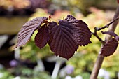 CORYLUS MAXIMA PURPUREA