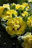 PRIMULA BELARINA BUTTERCUP YELLOW