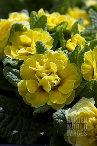 PRIMULA_BELARINA_BUTTERCUP_YELLOW