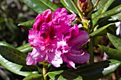 RHODODENDRON COSMOPOLITIAN