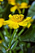 CALTHA PALUSTRIS