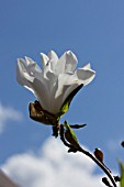 MAGNOLIA STELLATA