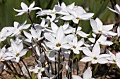 IPHEION UNIFLORUM ALBERTO CASTILLO